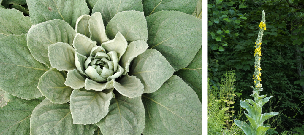 MULLEIN (VERBASCUM THAPSUS)