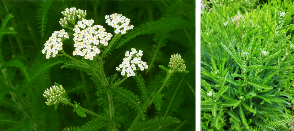 Yarrow (Achillea millefolium)